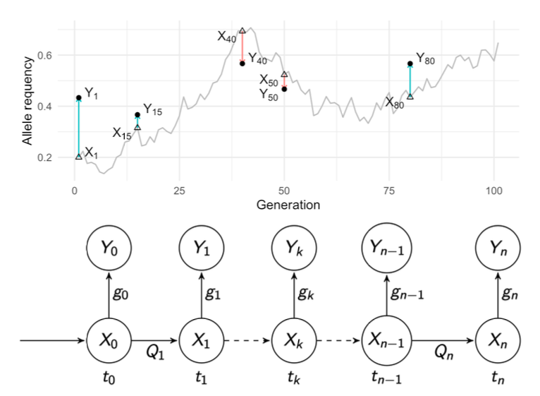 a figure with top panel showing  the trajectory of an allele frequency through time and the bottom panel the dependancy graph of a HMM